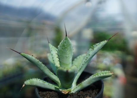 アガベ　マクロアカンサ×ポタトラム　 Agave macroacantha×potatorum
