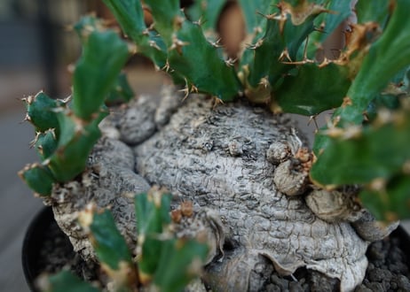 ユーフォルビア　クラビゲラ　Euphorbia clavigera