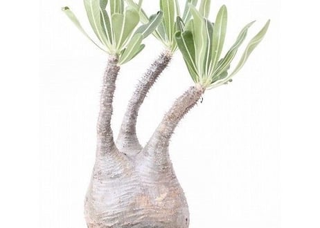 Pachypodium Gracilius パキポディウム  グラキリス  №6　球体株　枝バランス良　緑肌