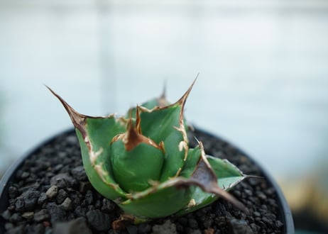 アガベ　チタノタ　白鯨　Agave titanota White whale