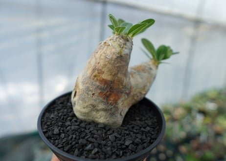 パキポディウム　エブレネウム　Pachypodium eburneum　No.3
