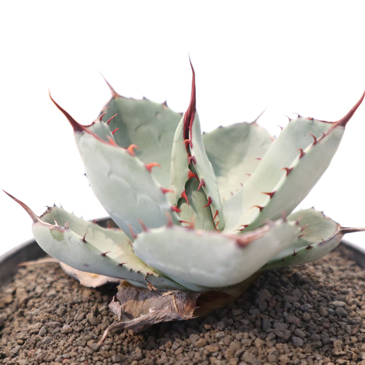 アガベ パリー トランカータ Agave parryi truncata huntington