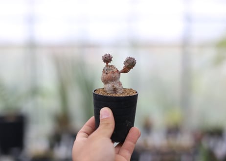 ユーフォルビア　オベサブロウ
