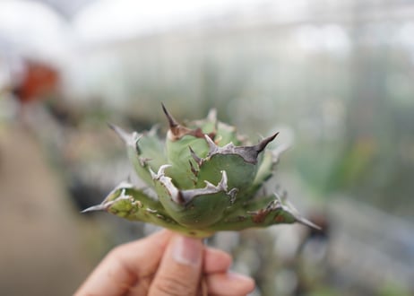 Agave Black fire F NO.3 (G)