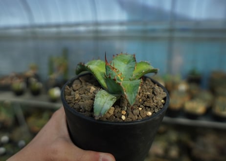 アガベ　チタノタ　ブルー　agave titanota Blue
