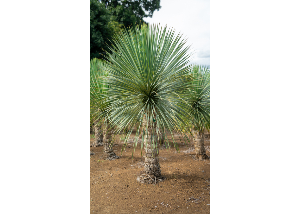 コスパ最強★ロストラータ★73本以上‼︎ fit=scale-down,w=1200