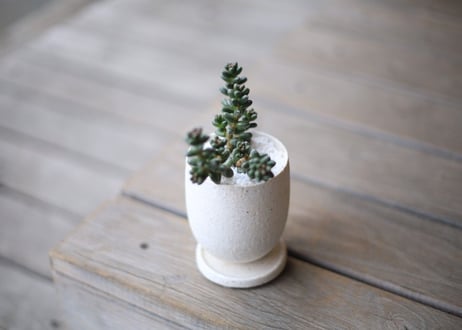 セダム　フルフラセウム　玉蓮　Sedum furfuraceum