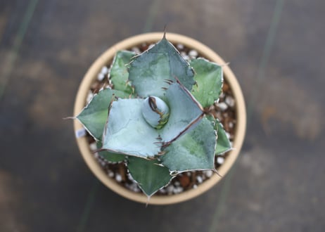 Agave titanota whiteice