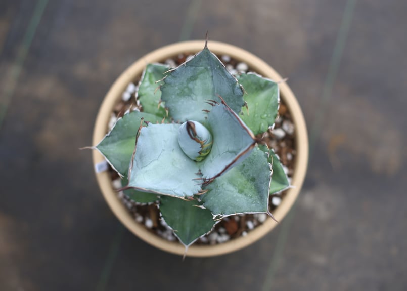 Agave titanota whiteice | mana's farm:塊根植物・アガベ・