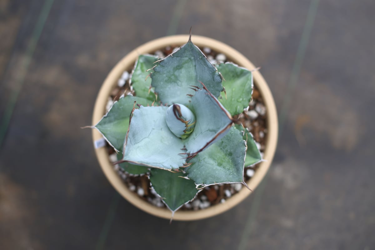Agave titanota whiteice | mana's farm:塊根植物・アガベ・