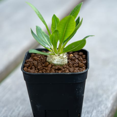 パキポディウム 恵比寿笑い 大株 パキポディウム ブレビカウレ(恵比寿