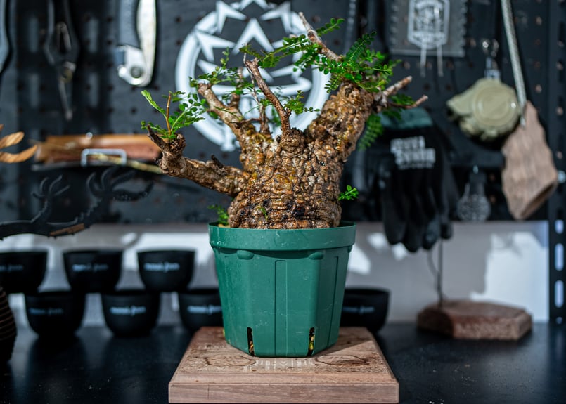 オペルクリカリア パキプス Operculicarya pachypus No.1 | man