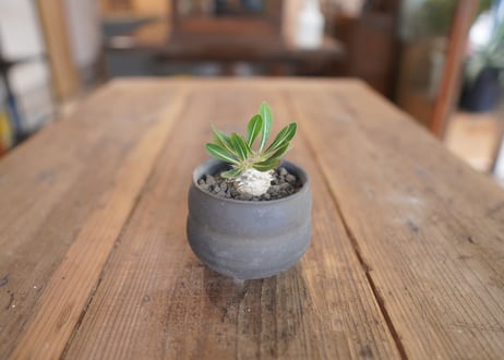 恵比寿大黒 Pachypodium Densicaule