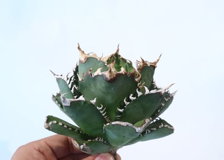 Agave titanota FO-76 compacta dwarf　№2