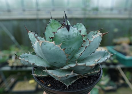 アガベ　チタノタ　 ブラックアンドブルー 　Agave titanota black and blue　No.1