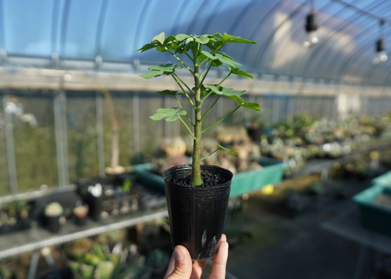 アデニア グラウカ Adenia glauca No.2 | mana's farm:塊根植