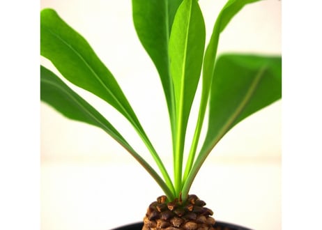 Euphorbia bupleurifolia 鉄甲丸  №3