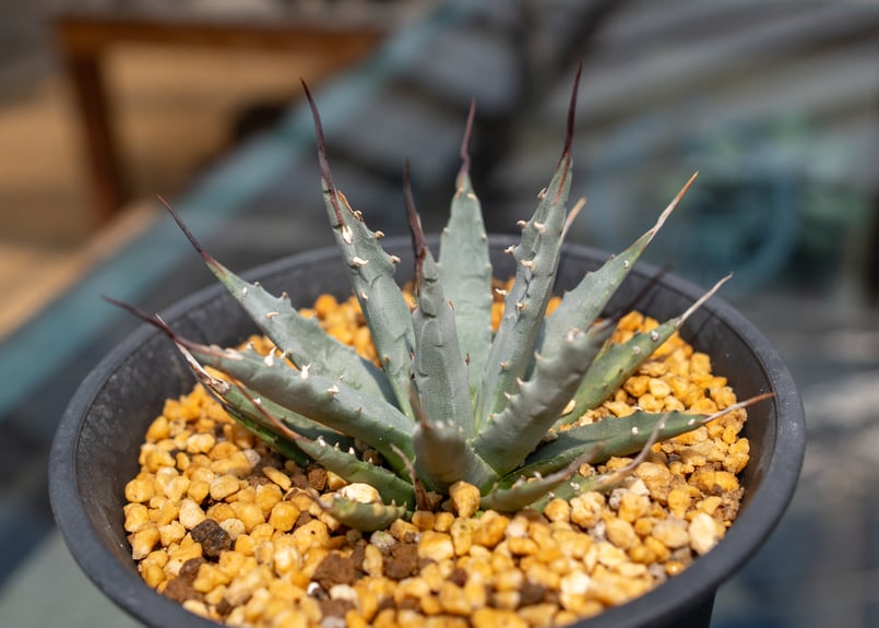 アガベ ネバデンシス 陽炎タイプ | mana's farm:塊根植物・アガベ