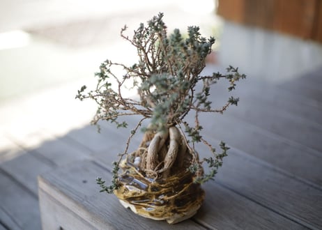 姫紅小松　Trichodiadema bulbosum