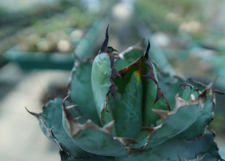 アガベ　チタノタ　 ブラックアンドブルー 　Agave titanota black and blue　No.10