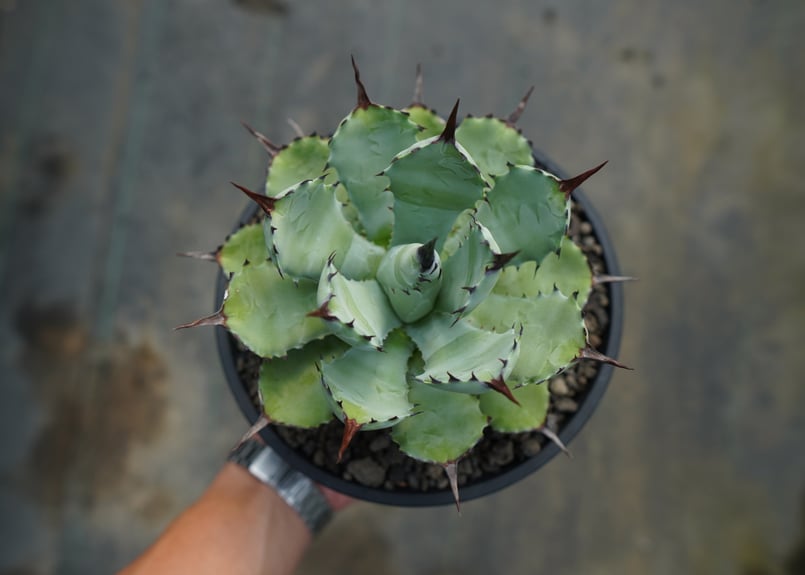 アガベ マクロアカンサ×ポタトラム Agave macroacantha×potatorum