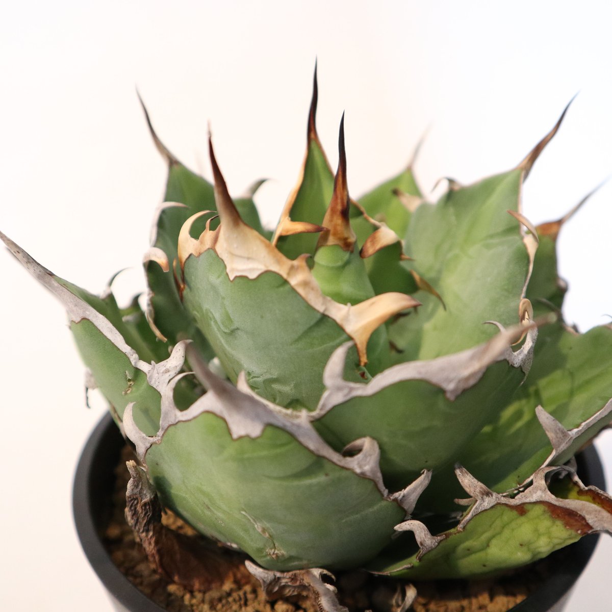 アガベ　チタノタ　シエラミクスティカ アガベ チタノタ シエラミクスティカ no.8 | mana's farm:塊根植物