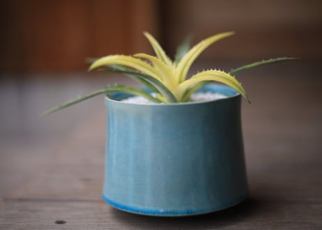 ディッキア　パラファット　Dyckia 'Pallaphat'