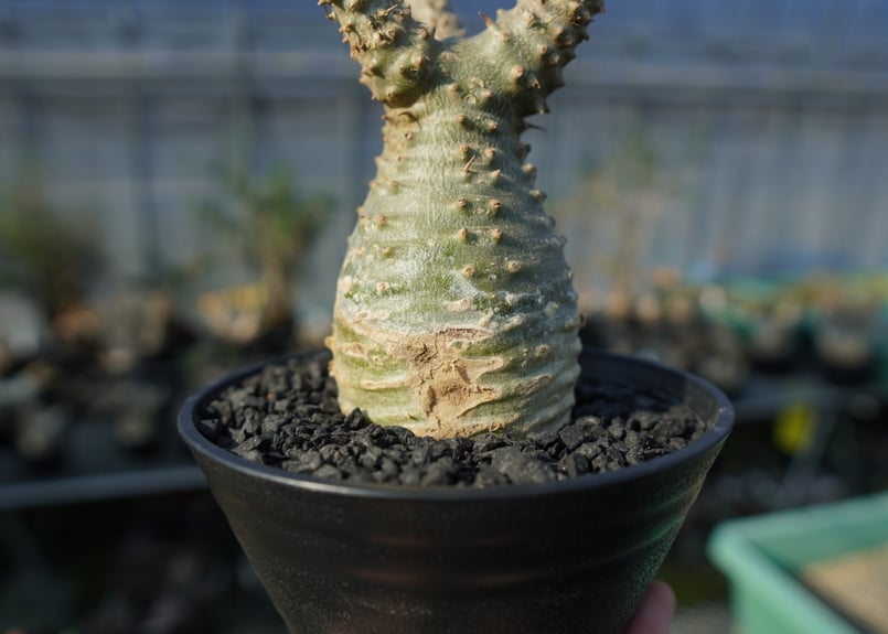 パキポディウム マカイエンセ Pachypodium makayense No.2 | man