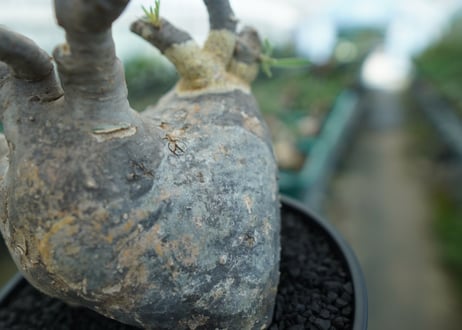 パキポディウム　グラキリス　 Pachypodium Gracilius  No.1