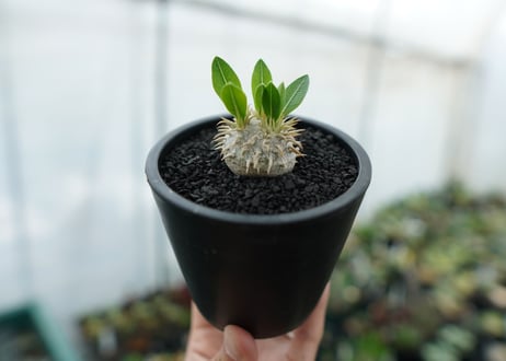 パキポディウム　恵比寿笑い　Pachypodium brevicaule　No.10