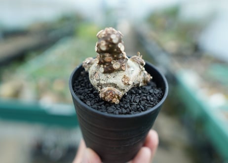 ドルステニア フォエチダ Dorstenia foetida　No.3