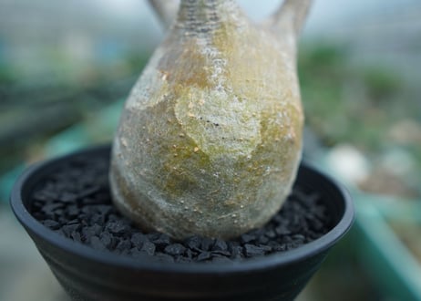 パキポディウム　グラキリス　 Pachypodium Gracilius  No.4