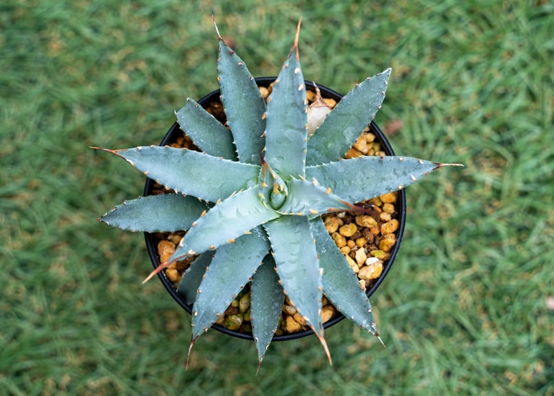 ゲリラセール【アガベ　ネバデンシス×イシスメンシス】 アガベ ネバデンシス | mana's farm:塊根植物・アガベ・ドライガーデン