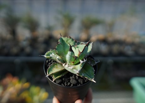 アガベ　チタノタ　 ブラックアンドブルー 　Agave titanota black and blue  No.2