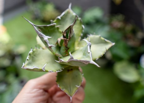 Agave Sowing seeds A NO.5