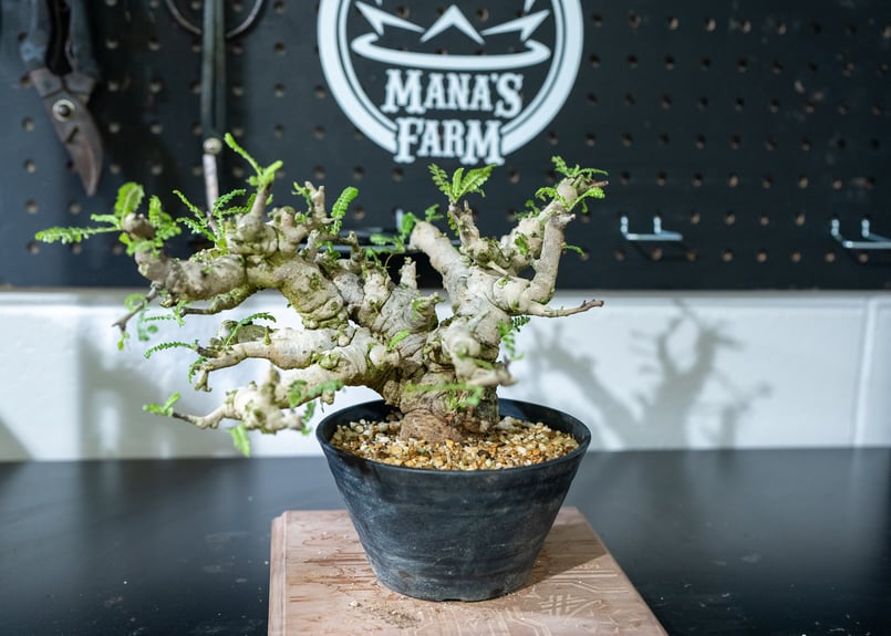 ボスウェリア ネグレクタ 特選株 | mana's farm:塊根植物・アガベ