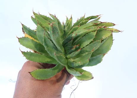 Agave shawii crested