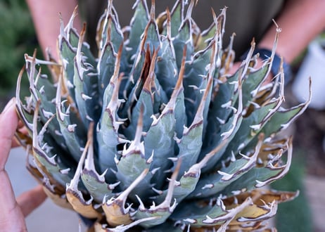 Agave uthaensis  NO.18