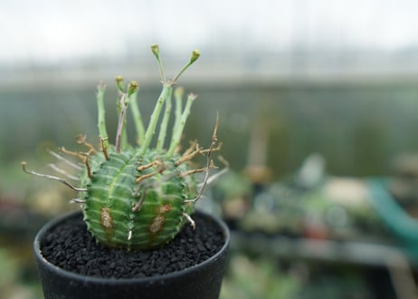 ユーフォルビア　バリダ　Euphorbia valida　No.2
