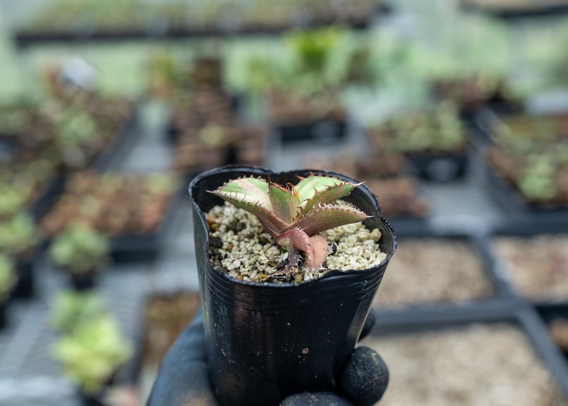 アガベ オテロイ 斑入り 沖縄実生 | mana's farm:塊根植物・アガベ