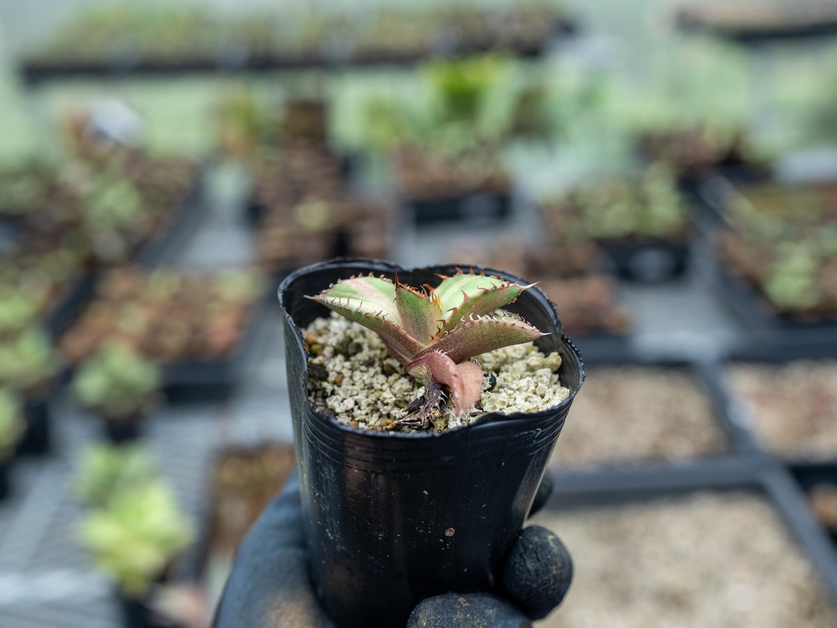 アガベ オテロイ 斑入り 沖縄実生 | mana's farm:塊根植物・アガベ