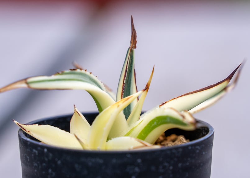 アガベ☆サングロー　ドライガーデンにオススメ！ アガベ☆サングロー ドライガーデンにオススメ！ アガベ