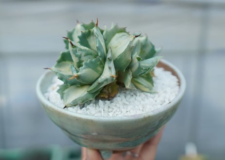 アガベ　王妃雷神錦　白中斑　Agave　“Ohi Raijin Nishiki Shironakahu”　No.2