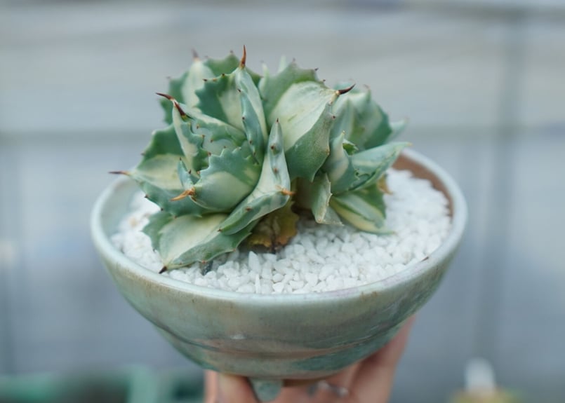 アガベ 王妃雷神錦 白中斑 Agave “Ohi Raijin Nishiki Shirona アガベ 王妃雷神錦 白中斑 Agave “Ohi Raijin Nishiki Shirona