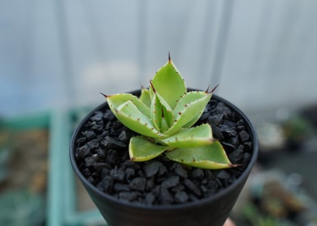 アガベ　マクロアカンサ×ポタトラム　 Agave macroacantha×potatorum