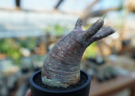 【未発根】パキポディウム　グラキリス　 Pachypodium Gracilius  No.16
