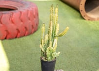 ユーフォルビア　ラクテア　綴化