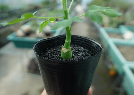 アデニア　グラウカ　Adenia glauca  No.1