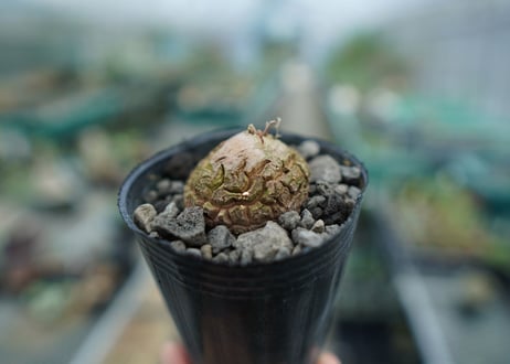 亀甲竜　Dioscorea elephantipes　No.9