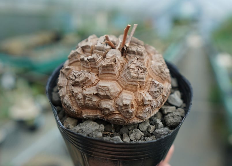 長谷川園芸産】亀甲竜 Dioscorea elephantipes No.5 | mana' 長谷川園芸産】亀甲竜 Dioscorea elephantipes No.5 | mana'